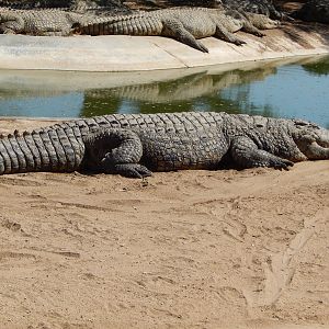 Crocodile Farm Otjiwarongo Namibia