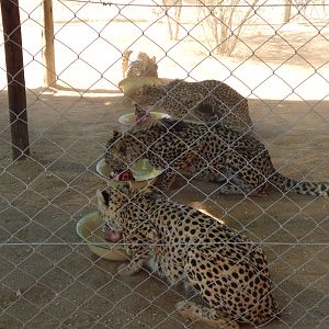 Cheetah Conservation Fund Namibia