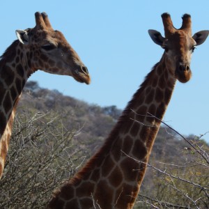 Giraffe Namibia