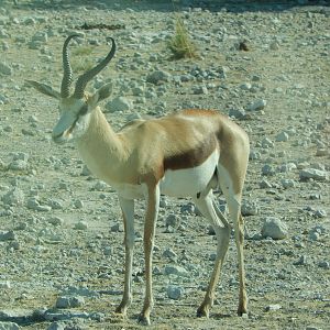 Springbok Etosha Namibia