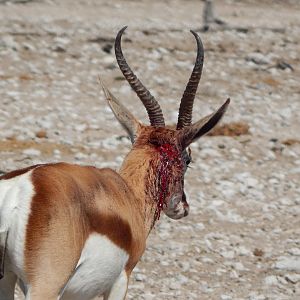 Springbok Etosha Namibia