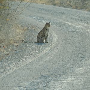 Leopard Etosha Namibia