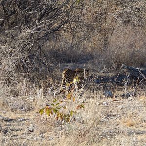 Leopard Etosha Namibia