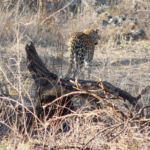 Leopard Etosha Namibia