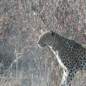 Leopard Etosha Namibia