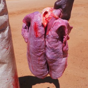 Zebra Vital Organs Heart and Lungs