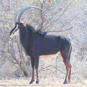 Sable Antelope Namibia