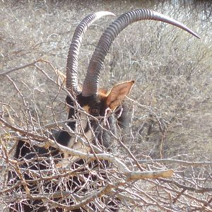 Sable Antelope Namibia