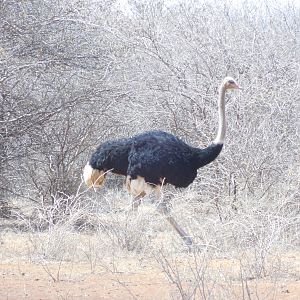 Ostrich Namibia