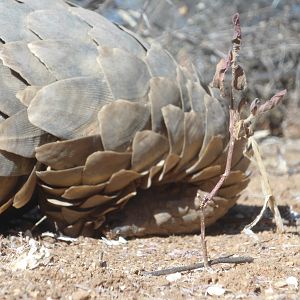 Pangolin Namibia