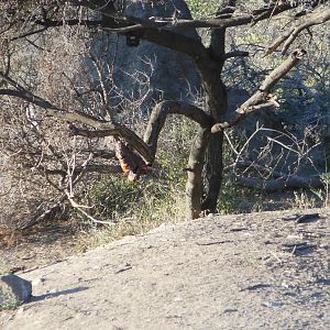 Leopard Bait Namibia