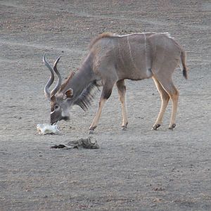 Greater Kudu Namibia