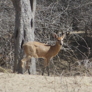 Duiker Namibia