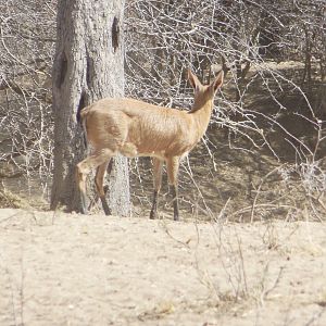 Duiker Namibia