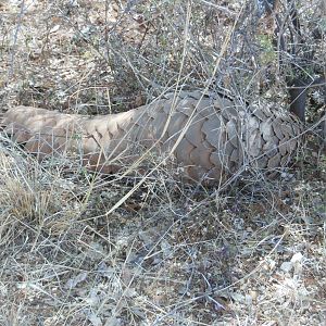 Pangolin Namibia