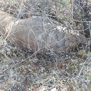 Pangolin Namibia