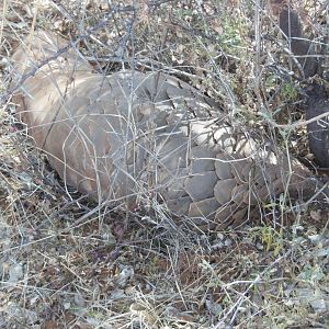 Pangolin Namibia