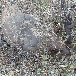 Pangolin Namibia