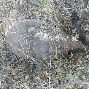 Pangolin Namibia