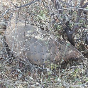 Pangolin Namibia