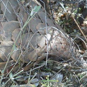 Pangolin Namibia