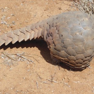 Pangolin Namibia