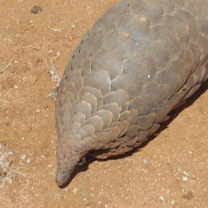 Pangolin Namibia