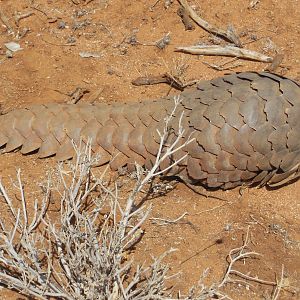 Pangolin Namibia