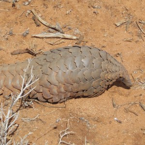 Pangolin Namibia