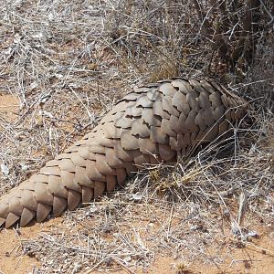 Pangolin Namibia