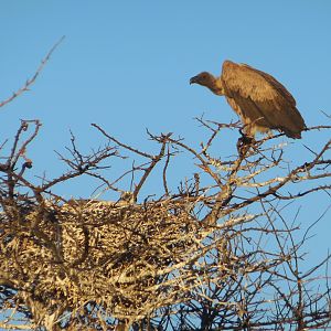 Vulture Namibia