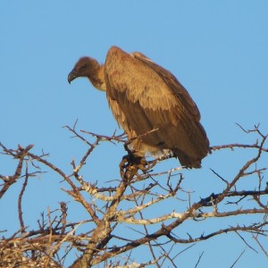 Vulture Namibia