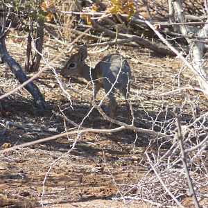 Damara Dik-Dik Namibia