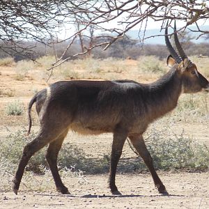 Waterbuck Namibia