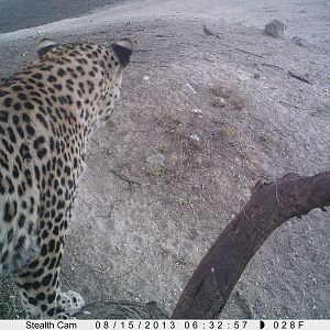 Leopard