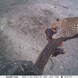 Leopard