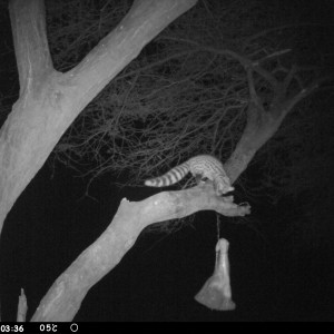 Genet Cat Trail Camera