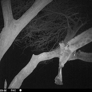 Giraffe Trail Camera