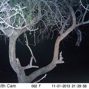 Honey Badger Trail Camera