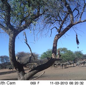 Blue Wildebeest Trail Camera