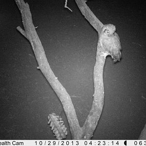 Owl Trail Camera