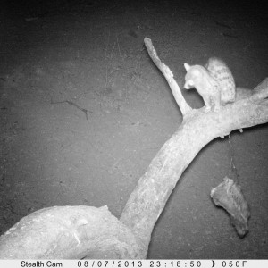 Genet Cat Trail Camera