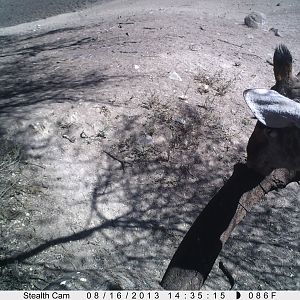 Giraffe Trail Camera