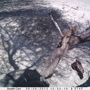 red Mongoose Trail Camera