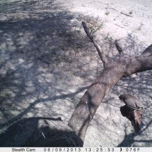 Francolin Trail Camera