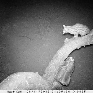 Genet Cat Trail Camera