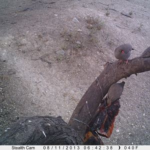 Francolin Trail Camera