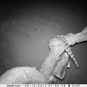 Genet Cat Trail Camera