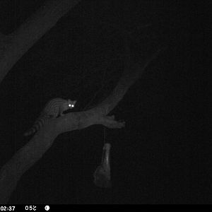 Genet Cat Trail Camera