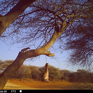 Red Mongoose Trail Camera